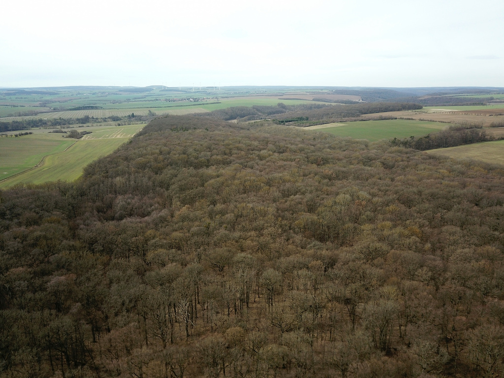 NSG 013, Blick von Osten über den zentralen auf den westlichen Teil des NSG „Hotzenberg“ nördlich von Ebeleben (Kyffhäuserkreis) mit einem Teil des Totalreservates im Vordergrund. (Foto: Holm Wenzel, 17.03.2023)