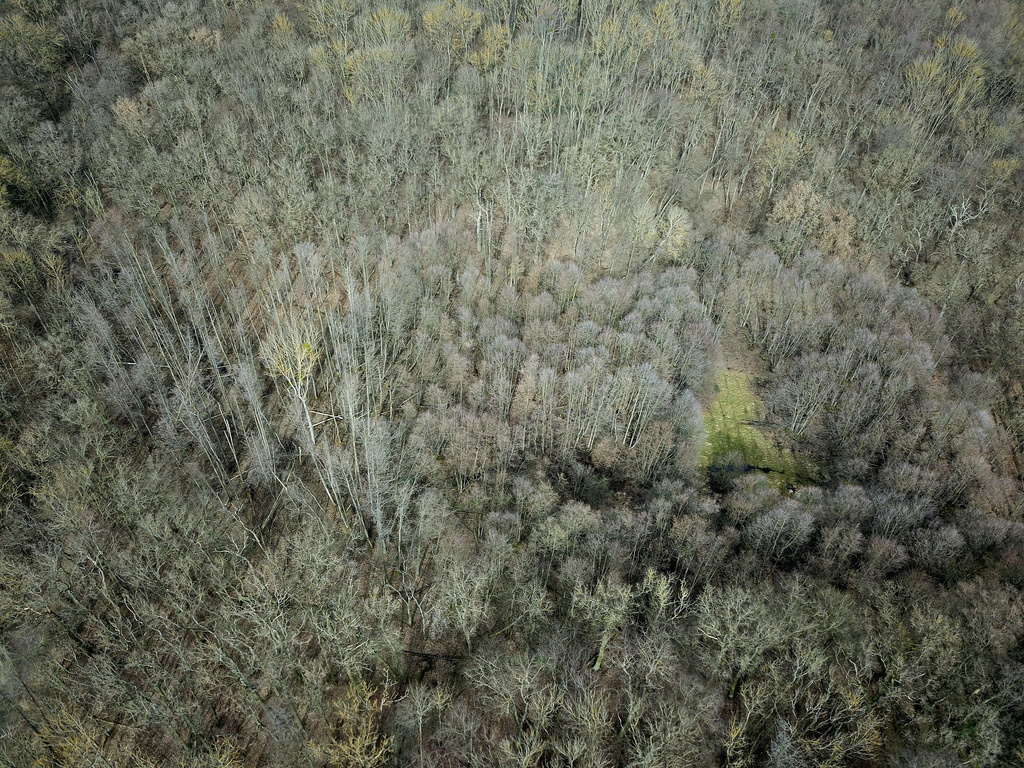 NSG 013, Blick auf ehemals wassergefüllte Auslaugungssenke mit Walzenseggen-(Schwarz-)Erlen-Bruchwald in der Mitte des Totalreservates im NSG „Hotzenberg“. (Foto: Holm Wenzel, 17.03.2023)