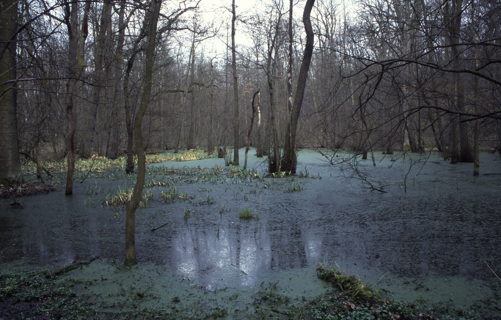 NSG 013, wassergefüllte Auslaugungssenke mit Walzenseggen-(Schwarz-) Erlen-Bruchwald in der Mitte des Totalreservates im NSG „Hotzenberg“, 2023 inzwischen fast ausgetrocknet. (Foto: Holm Wenzel, 25.03.2000)