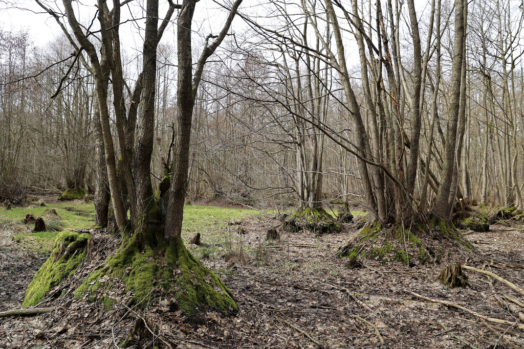 NSG 013, ehemals wassergefüllte (siehe vorheriges Bild), inzwischen fast ausgetrocknete Auslaugungssenke mit Walzenseggen-(Schwarz-)Erlen-Bruchwald in der Mitte des Totalreservates im NSG „Hotzenberg“. (Foto: Holm Wenzel, 17.03.2023)
