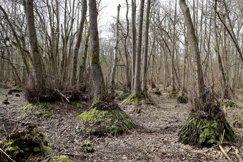 NSG 013, ehemals wassergefüllte (siehe Bild 4), inzwischen fast ausgetrocknete Auslaugungssenke mit Walzenseggen-(Schwarz-)Erlen-Bruchwald in der Mitte des Totalreservates im NSG „Hotzenberg“. (Foto: Holm Wenzel, 17.03.2023)