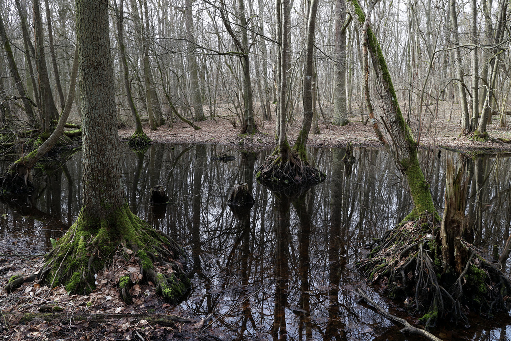 NSG 013, (noch) wassergefüllte kleine Auslaugungssenke mit Walzenseggen-(Schwarz-)Erlen-Bruchwald im Norden des Totalreservates im NSG „Hotzenberg“. (Foto: Holm Wenzel, 17.03.2023)