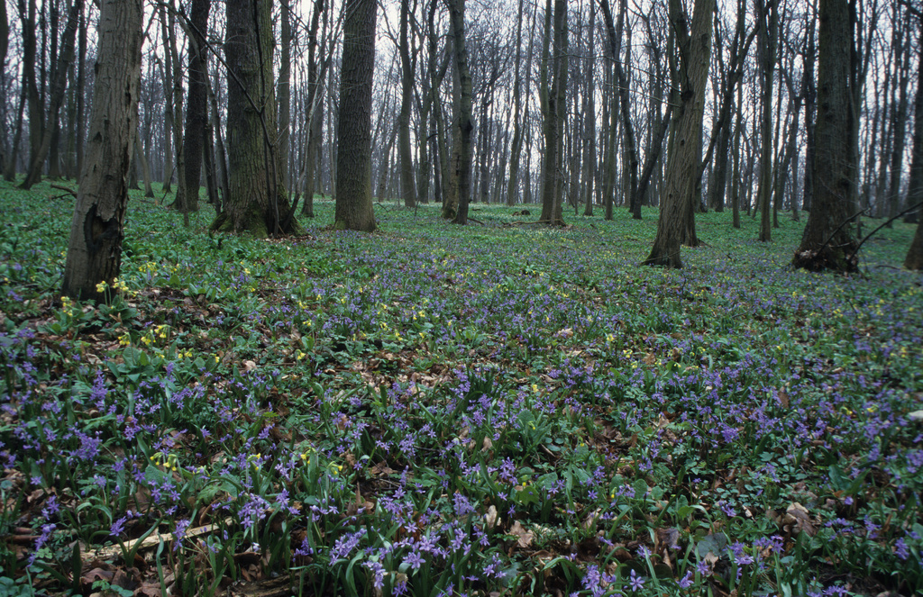 NSG 013, Waldlabkraut-Eichen-Hainbuchenwald mit viel Zweiblättrigem Blaustern Scilla bifolia im NSG „Hotzenberg“. (Foto: Holm Wenzel, 25.03.2000)