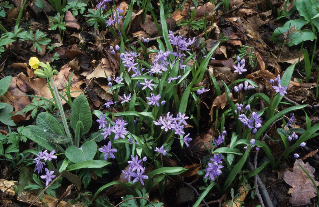 NSG 013, Zweiblättriger Blaustern Scilla bifolia im NSG „Hotzenberg“. (Foto: Holm Wenzel, 25.03.2000)