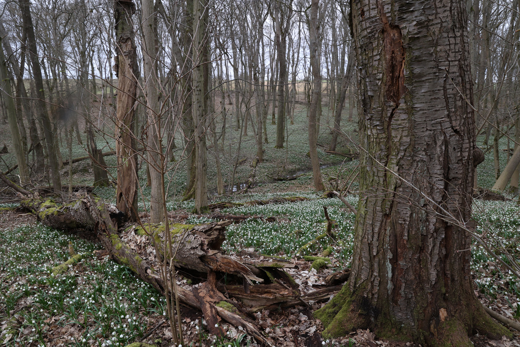 NSG 013, baumartenreicher Waldlabkraut-Eichen-Hainbuchenwald im NSG „Hotzenberg“, hier mit alter Vogel-Kirsche Prunus avium und Teppich aus Märzenbechern Leucojum vernum. (Foto: Holm Wenzel, 17.03.2023)
