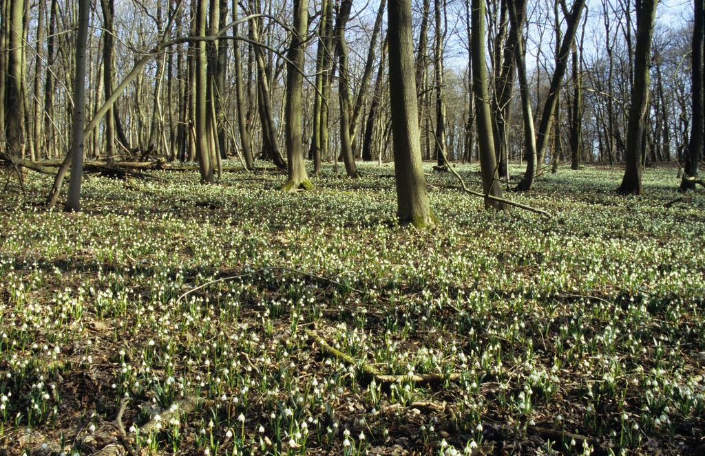 NSG 013, Waldlabkraut-Eichen-Hainbuchenwald im Totalreservat des NSG „Hotzenberg“, Teppich aus Märzenbechern Leucojum vernum. (Foto: Holm Wenzel, 20.03.2005)