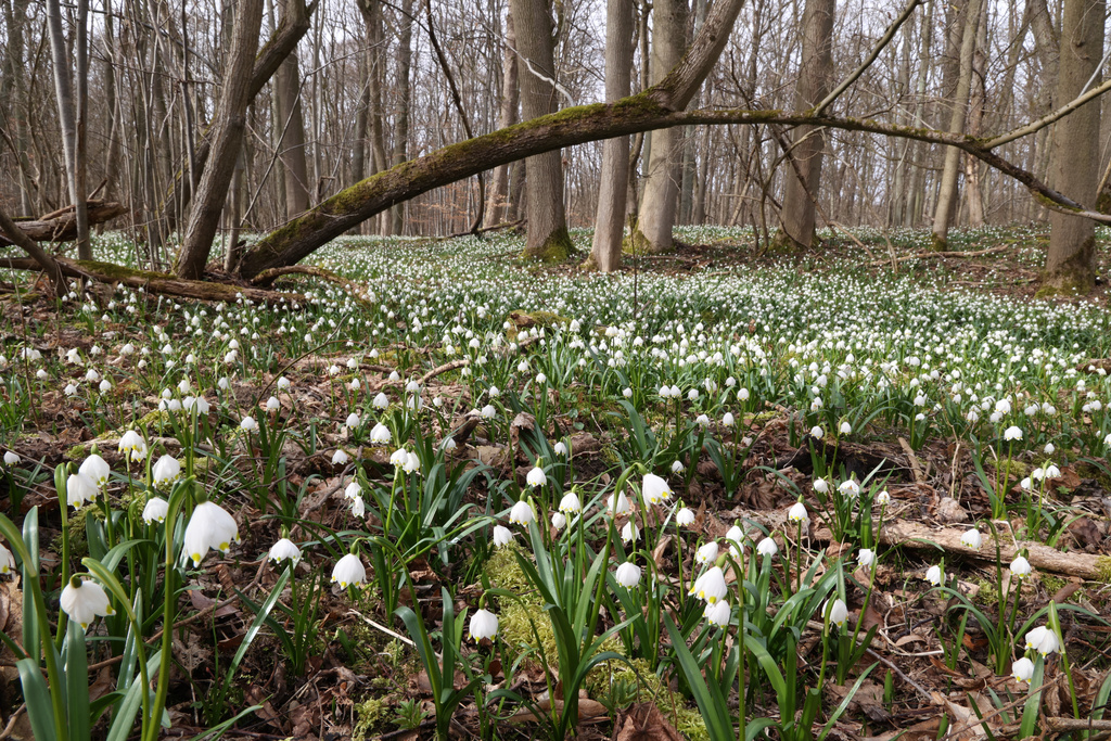 NSG 013, Waldlabkraut-Eichen-Hainbuchenwald im Totalreservat des NSG „Hotzenberg“, Teppich aus Märzenbechern Leucojum vernum. (Foto: Holm Wenzel, 17.03.2023)