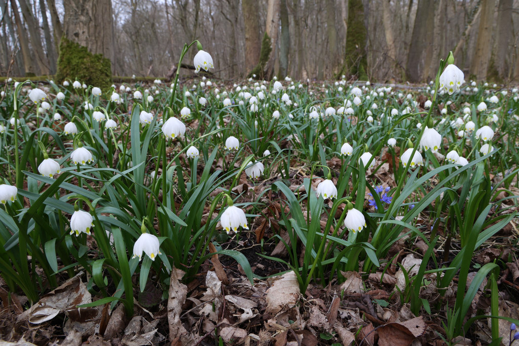 NSG 013, Märzenbecher Leucojum vernum und Zweiblättriger Blaustern Scilla bifolia im Waldlabkraut-Eichen-Hainbuchenwald des NSG „Hotzenberg“. (Foto: Holm Wenzel, 17.03.2023)