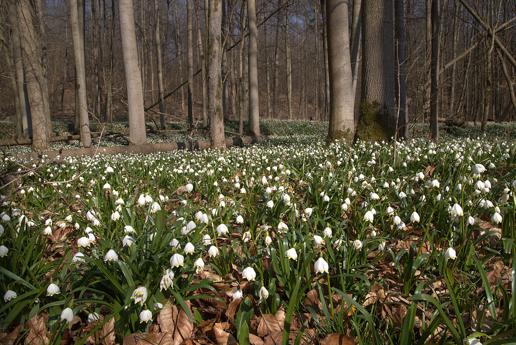 NSG 17, Märzenbecher-Aspekt im forstlich nicht mehr genutzten Laubmischwald (aus Esche, Buche und Edellaubholz) des NSG „Volkenroder Wald“ nordöstlich Volkenroda (Unstrut-Hainich-Kreis). (Foto: Holm Wenzel, 20.03.2022)