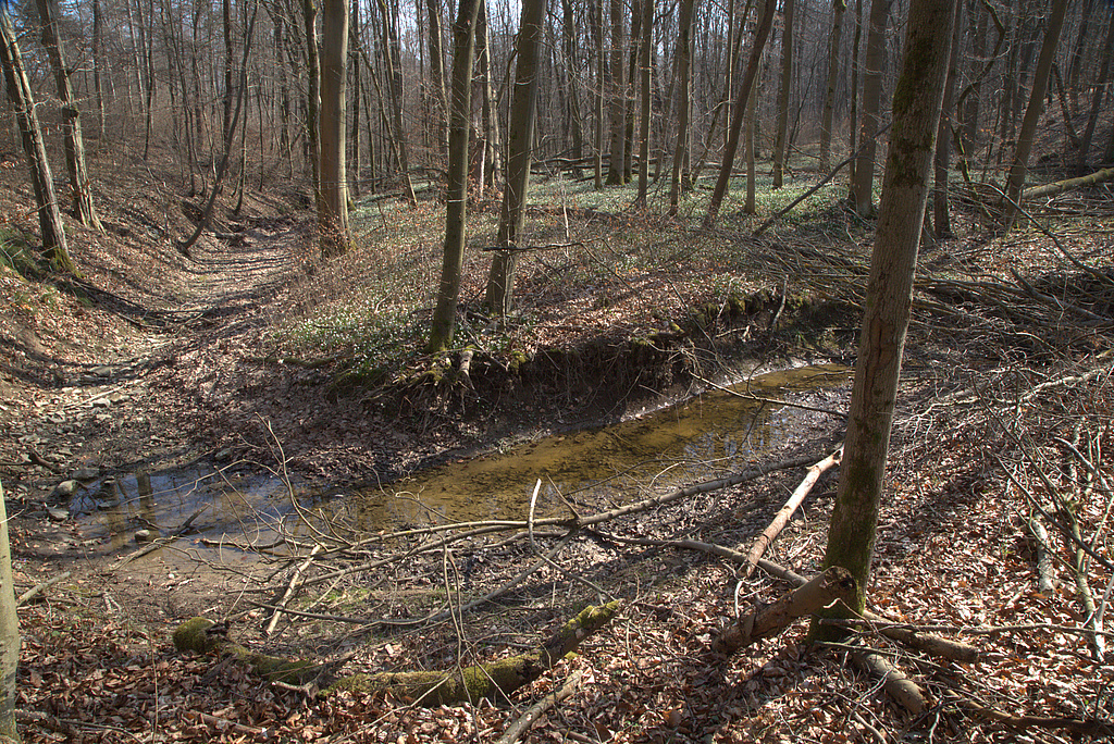 NSG 17, Erosionsgraben im Schaftal, einem nur zeitweise Wasser führenden Trockental im NSG „Volkenroder Wald“ nordöstlich Volkenroda (Unstrut-Hainich-Kreis) mit natürlicher Dynamik im forstlich nicht mehr genutztem Laubmischwald aus Esche, Buche und Edellaubholz mit Märzenbecher-Aspekt. (Foto: Holm Wenzel, 20.03.2022)