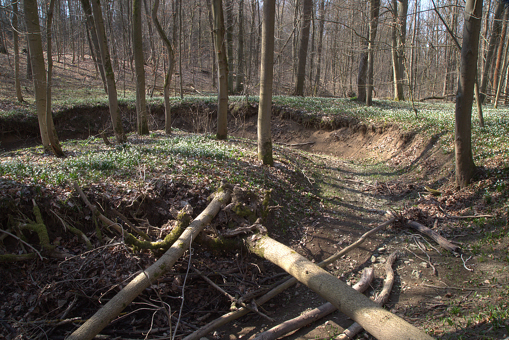NSG 17, Erosionsgraben im Schaftal, einem nur zeitweise Wasser führenden Trockental im NSG „Volkenroder Wald“ nordöstlich Volkenroda (Unstrut-Hainich-Kreis) mit natürlicher Dynamik im forstlich nicht mehr genutztem Laubmischwald aus Esche, Buche und Edellaubholz mit Märzenbecher-Aspekt. (Foto: Holm Wenzel, 20.03.2022)