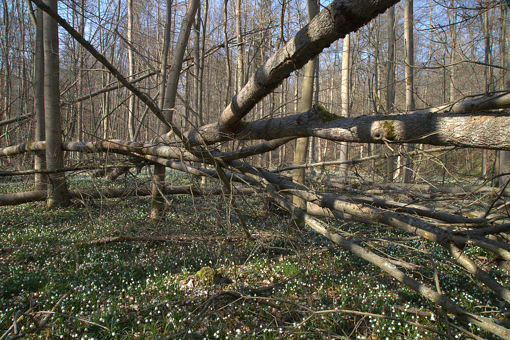 NSG 17, Sturmwürfe insbesondere der Esche vom Februar 2022 im forstlich nicht mehr genutzten Laubmischwald aus Esche, Buche und Edellaubholz mit Märzenbecher-Aspekt im NSG „Volkenroder Wald“ nordöstlich Volkenroda (Unstrut-Hainich-Kreis). (Foto: Holm Wenzel, 20.03.2022)