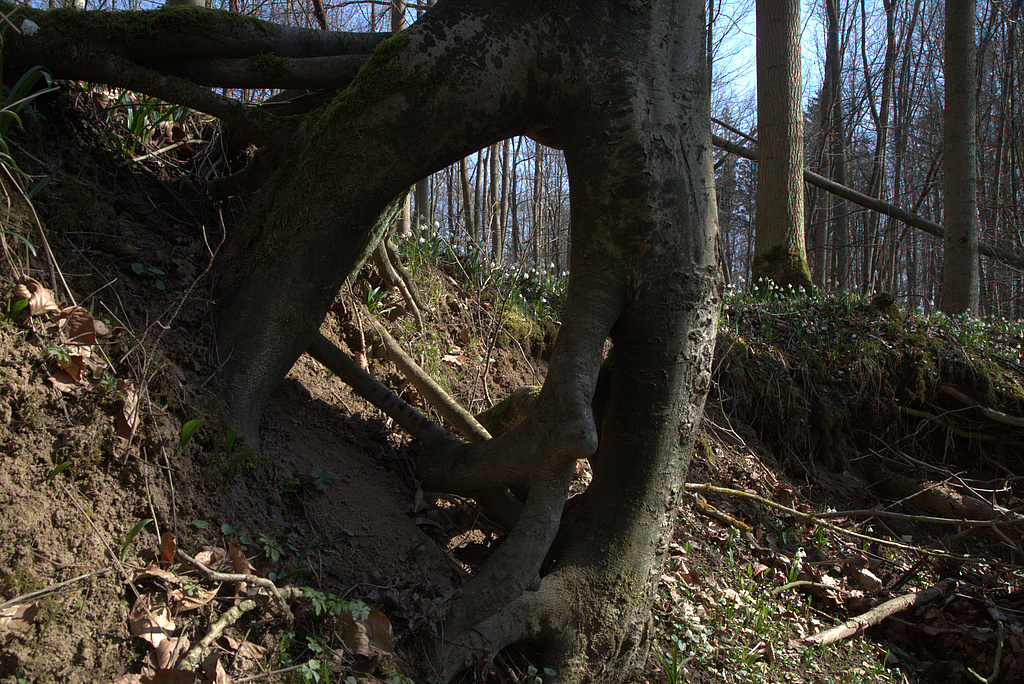 NSG 17, Böschung des Erosionsgrabens im Schaftal, einem nur zeitweise Wasser führenden Trockental im NSG „Volkenroder Wald“ nordöstlich Volkenroda (Unstrut-Hainich-Kreis) mit natürlicher Dynamik im forstlich nicht mehr genutztem Laubmischwald aus Esche, Buche und Edellaubholz mit Märzenbecher-Aspekt. (Foto: Holm Wenzel, 20.03.2022)