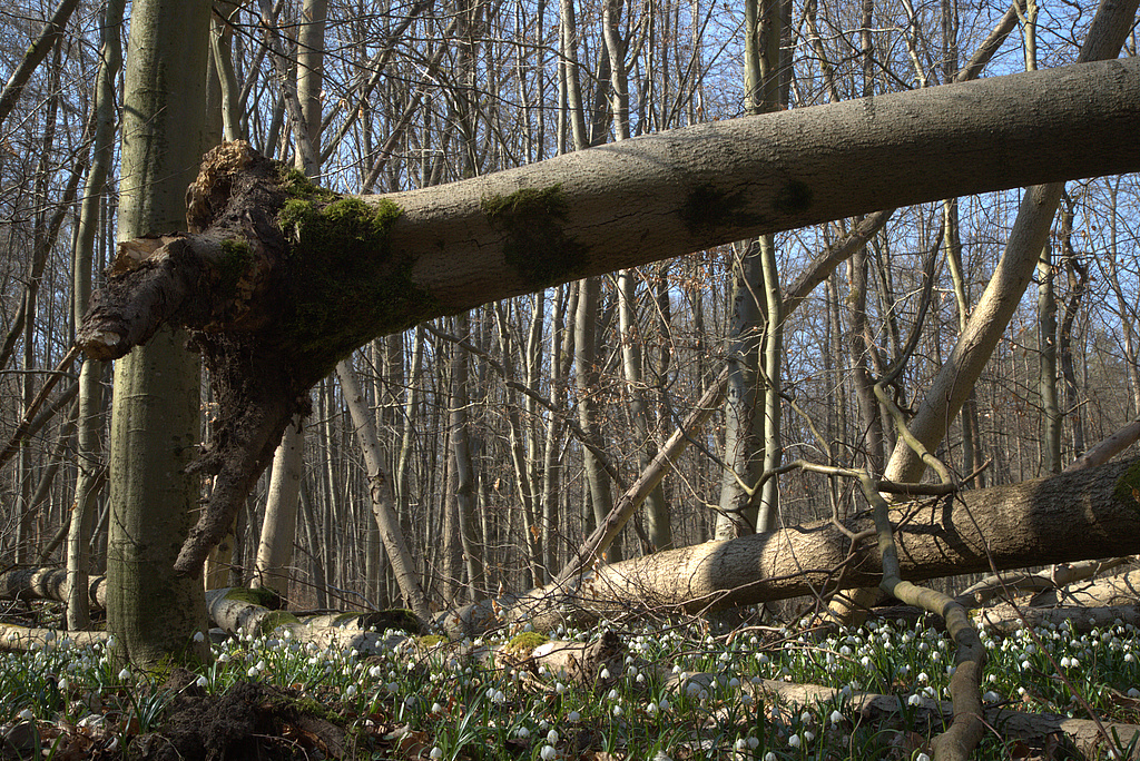 NSG 17, Sturmwürfe insbesondere der Esche vom Februar 2022 im forstlich nicht mehr genutzten Laubmischwald aus Esche, Buche und Edellaubholz mit Märzenbecher-Aspekt im NSG „Volkenroder Wald“ nordöstlich Volkenroda (Unstrut-Hainich-Kreis). (Foto: Holm Wenzel, 20.03.2022)