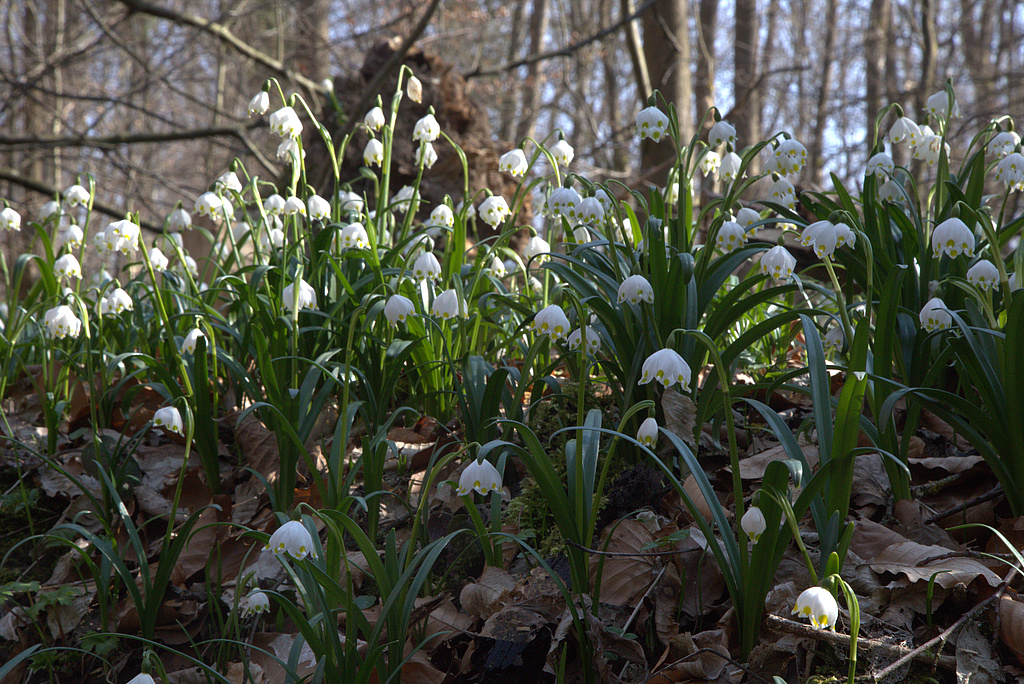 NSG 17, Märzenbecher Leucojum vernum im NSG „Volkenroder Wald“ nordöstlich Volkenroda (Unstrut-Hainich-Kreis). (Foto: Holm Wenzel, 20.03.2022)