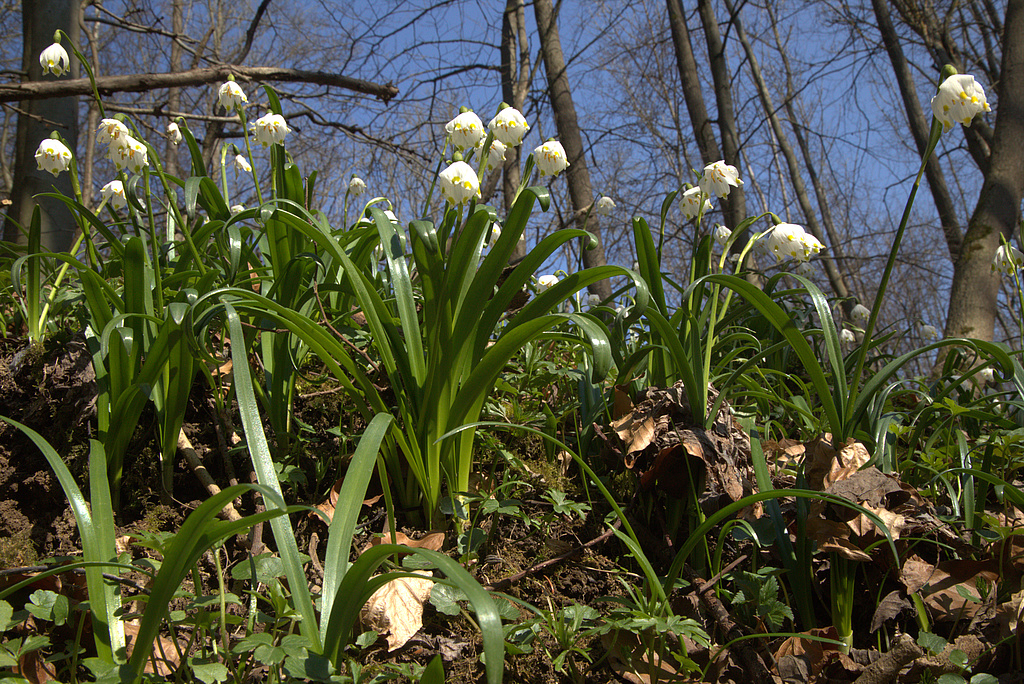 NSG 17, Märzenbecher Leucojum vernum im NSG „Volkenroder Wald“ nordöstlich Volkenroda (Unstrut-Hainich-Kreis). (Foto: Holm Wenzel, 20.03.2022)