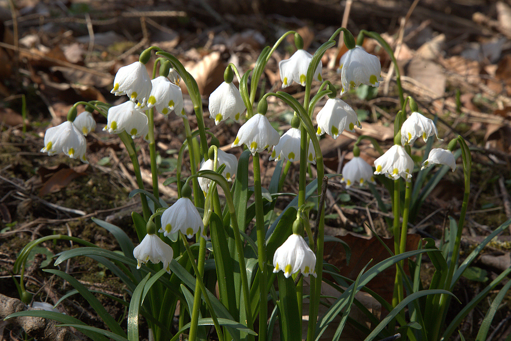 NSG 17, Märzenbecher Leucojum vernum im NSG „Volkenroder Wald“ nordöstlich Volkenroda (Unstrut-Hainich-Kreis). (Foto: Holm Wenzel, 20.03.2022)