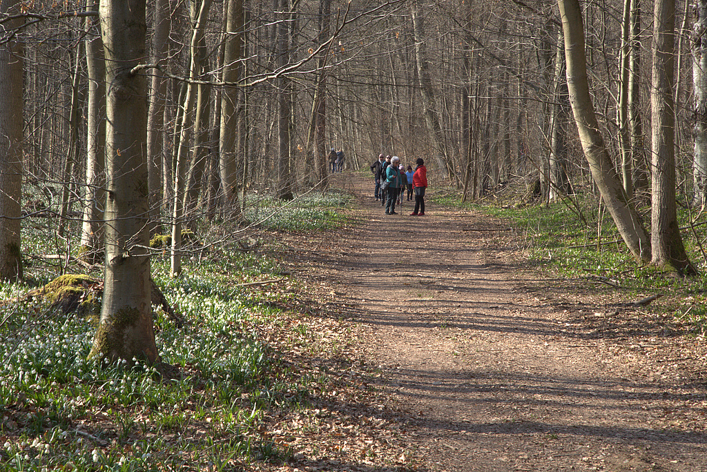 NSG 17, Märzenbecher-Aspekt im NSG „Volkenroder Wald“ nordöstlich Volkenroda (Unstrut-Hainich-Kreis), ein beliebtes Ausflugsziel in der Region. (Foto: Holm Wenzel, 20.03.2022)