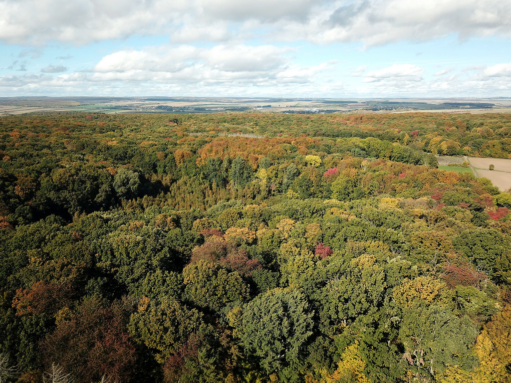 NSG 018, Blick von Süden auf den südlichen und mittleren Teil des NSG „Sonder“ mit dem den Großen Hanfsee umgebenden Totalreservat mit hauptsächlich Waldlabkraut-Eichen-Hainbuchenwald. (Foto: Holm Wenzel, 16.10.2022)