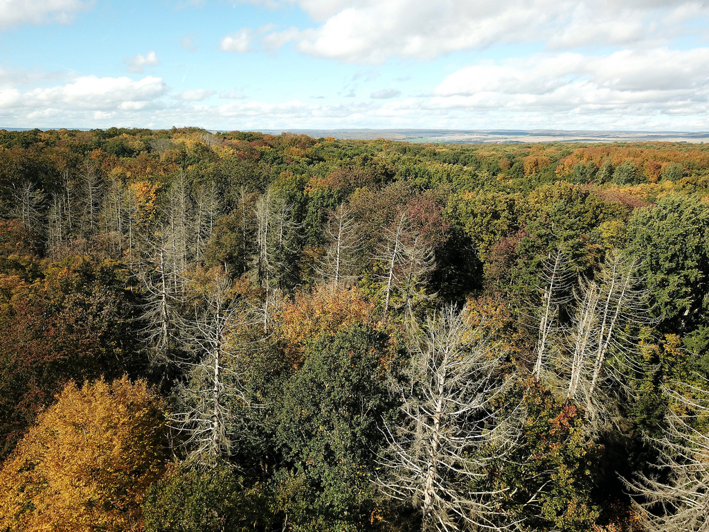 NSG 018, Blick von Süden auf das Totalreservat süd-südöstlich des Großen Hanfsees im südlichsten Teil des NSG „Sonder“ (Unstrut-Hainich-Kreis) mit Waldlabkraut-Eichen-Hainbuchenwald und darin abgestorbenen Fichten. (Foto: Holm Wenzel, 16.10.2022)