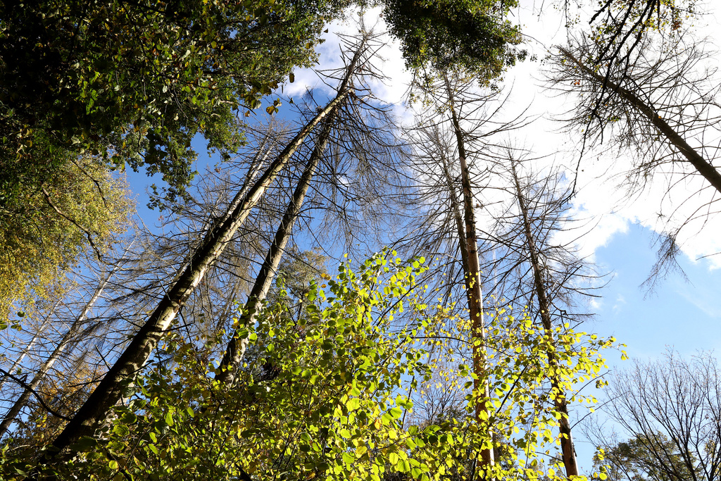 NSG 018, abgestorbene Fichten im Waldlabkraut-Eichen-Hainbuchenwald am Südrand des Totalreservates im NSG „Sonder“ (Unstrut-Hainich-Kreis). (Foto: Holm Wenzel, 16.10.2022)