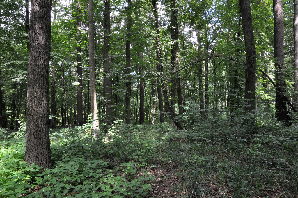 NSG 018, Waldlabkraut-Eichen-Hainbuchenwald im Totalreservat südöstlich des Großen Hanfsees im südlichsten Teil des NSG „Sonder“ (Unstrut-Hainich-Kreis). (Foto: Holm Wenzel, 06.08.2011)