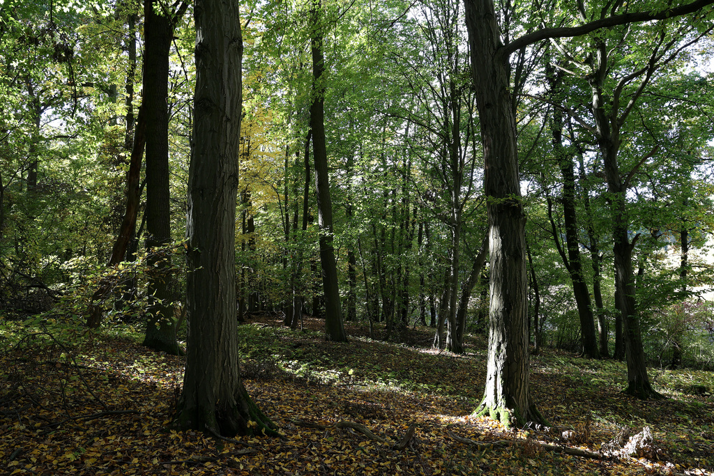NSG 018, Waldlabkraut-Eichen-Hainbuchenwald im Totalreservat östlich des Großen Hanfsees im Südosten des NSG „Sonder“ (Unstrut-Hainich-Kreis). (Foto: Holm Wenzel, 16.10.2022)