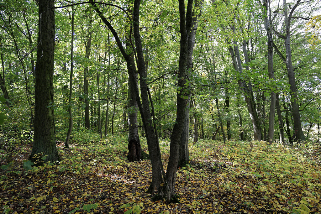 NSG 018, Waldlabkraut-Eichen-Hainbuchenwald mit Vogel-Kirsche und Winter-Linde im Totalreservat östlich des Großen Hanfsees im Südosten des NSG „Sonder“ (Unstrut-Hainich-Kreis). (Foto: Holm Wenzel, 16.10.2022)