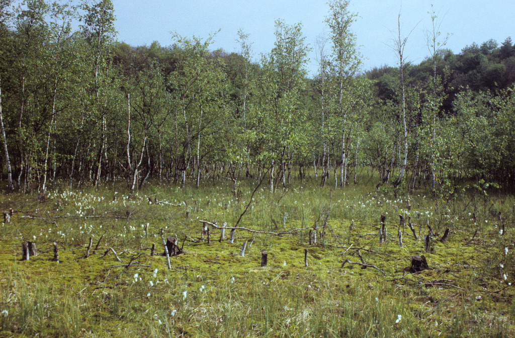 NSG 018, Erdfall „Großer Hanfsee“ im NSG „Sonder“, ein Sauer-Zwischenmoor mit einem Torfmoos-Wollgras-Ried, aber auch (Moor-)Birkenbruchwald. Die Birken auf der Moorfläche wurden danach entfernt. (Foto: Walter Hiekel/Archiv TLUBN, 14.06.1987)
