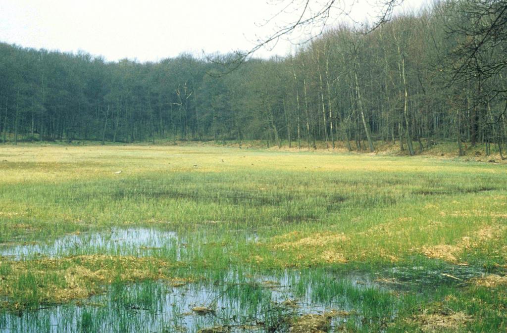 NSG 018, Blick nach Nordwesten auf das Sauer-Zwischenmoor des Großen Hanfsees mit hohem Wasserstand im Randlagg (heute weitgehend verschwunden) und auch z. T. überstauter offener Moorfläche. Der nach dem Entfernen der Birken Ende der 1980er-Jahre durch Anflug, Stockausschläge und Wurzelbrut neu entstandene massive Birkenaufwuchs wurde im Winter 1992/93 wieder vollständig beseitigt (einschließlich anschließender Folgepflegemaßnahmen bis 1996). (Foto: Martin Ehrlinger/GFN Bayreuth/Archiv TLUBN, April 1994)