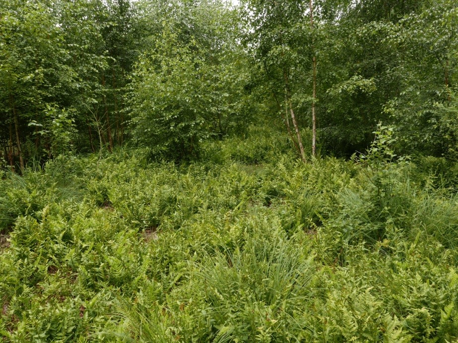 NSG 018, „Randlagg“-Vegetation des Sauer-Zwischenmoores „Großer Hanfsee“ u. a. mit Vorkommen des in Thüringen stark gefährdeten Kammfarns Dryopteris cristata. (Foto: Berit Glowka/Archiv TLUBN, 03.08.2018)