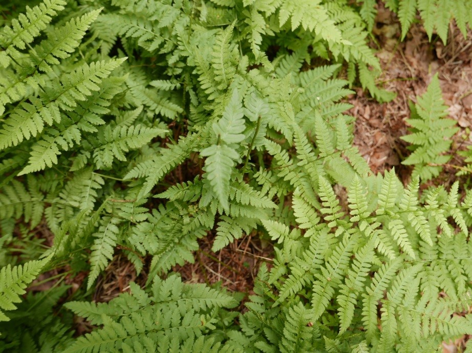 NSG 018, der in Thüringen stark gefährdete Kammfarn Dryopteris cristata in der „Randlagg“-Vegetation des Sauer-Zwischenmoores „Großer Hanfsee“. (Foto: Berit Glowka/Archiv TLUBN, 03.08.2018)