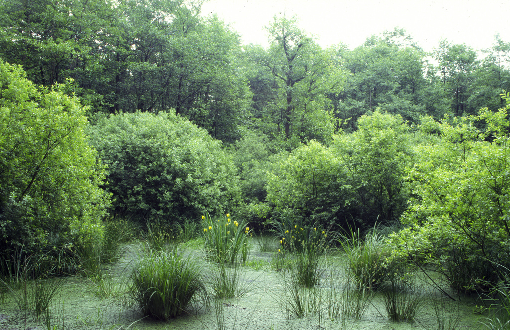 NSG 018, wassergefüllte Erdfallsenke mit Grau-Weide Salix cinerea und Sumpf-Schwertlilie Iris pseudacorus im Totalreservat des NSG „Sonder“. (Foto: Holm Wenzel, 19.06.1999)