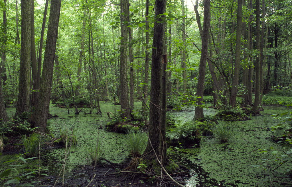 NSG 018, wassergefüllte Erdfallsenke mit Walzenseggen-(Schwarz-)Erlen-Bruchwald im Totalreservat des NSG „Sonder“. (Foto: Holm Wenzel, 19.06.1999)