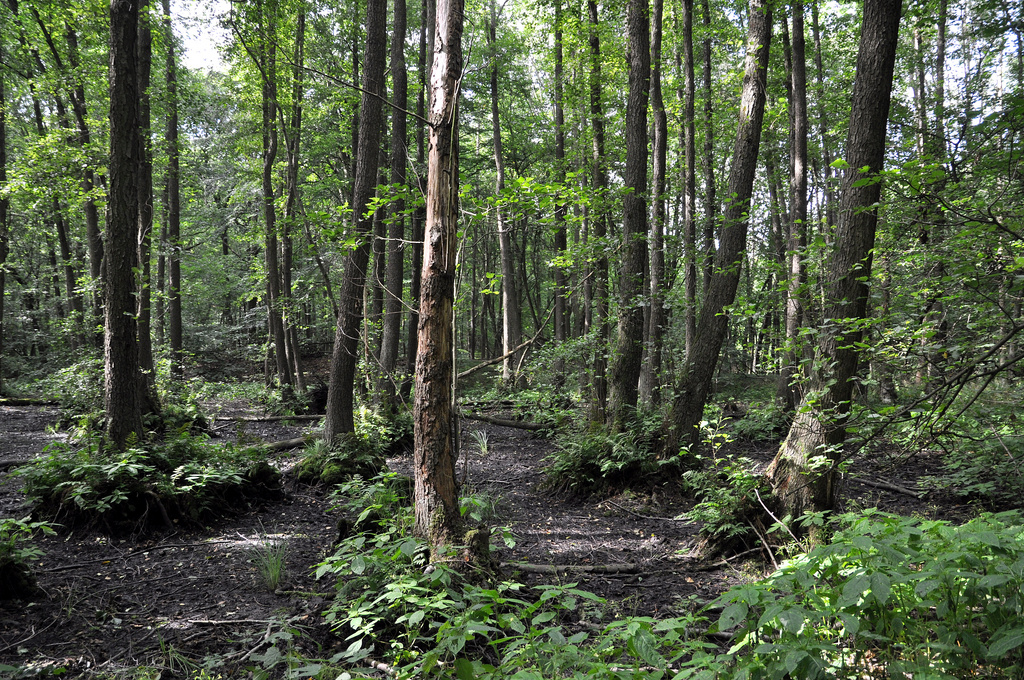 NSG 018, ehemals wassergefüllte Erdfallsenke mit Walzenseggen-(Schwarz-)Erlen-Bruchwald im Totalreservat des NSG „Sonder“. (Foto: Holm Wenzel, 06.08.1999)