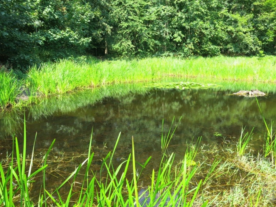 NSG 018, West-Teil des Mönchsees im Westen des NSG „Sonder“ mit dauerhaft offener Wasserfläche und individuen und artenreicher Unterwasservegetation. (Foto: Berit Glowka/Archiv TLUBN, 03.08.2018)