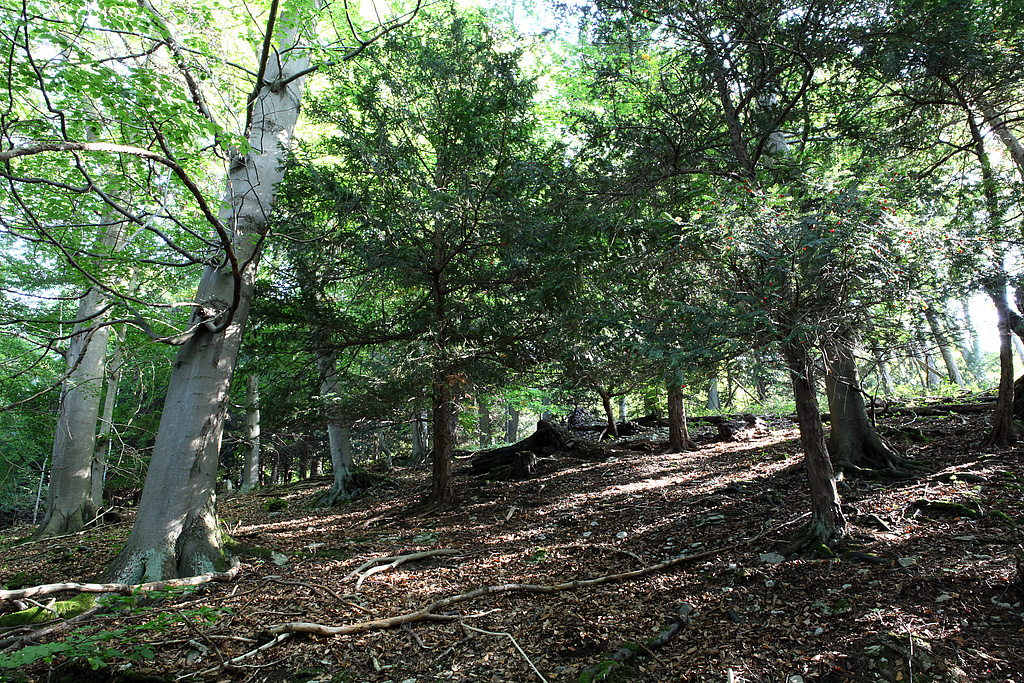 NSG 24, Eibenreiche Ausbildung des Orchideen-Buchen-Waldes auf flachgründigem, nordexponiertem Oberhangstandort im Klosterholz. (Foto: Holm Wenzel, 25.09.2011)