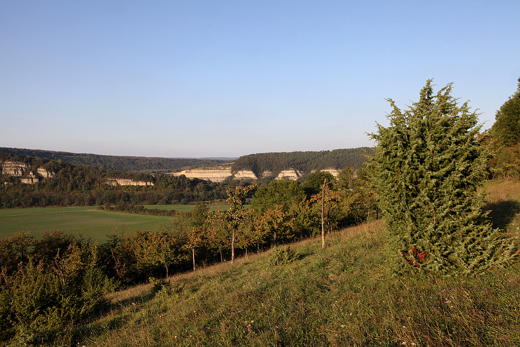 NSG 24, nordnordwestexponierter Kalk-Halbtrockenrasen mit Streuobstbestand und Gewöhnlichem Wacholder Juniperus communis am Brückenberg bei Creuzburg in südwestlichstem Teil des NSG „Klosterholz und Nordmannssteine“ (Wartburgkreis). Blick nach Nordnordost zu den Nordmannssteinen (Bildmitte hinten), Bildmitte links: Ausläufer der Ebenauer Köpfe im NSG Nr. 64 „Ebenauer Köpfe und Wisch“. (Foto: Holm Wenzel, 25.09.2011)