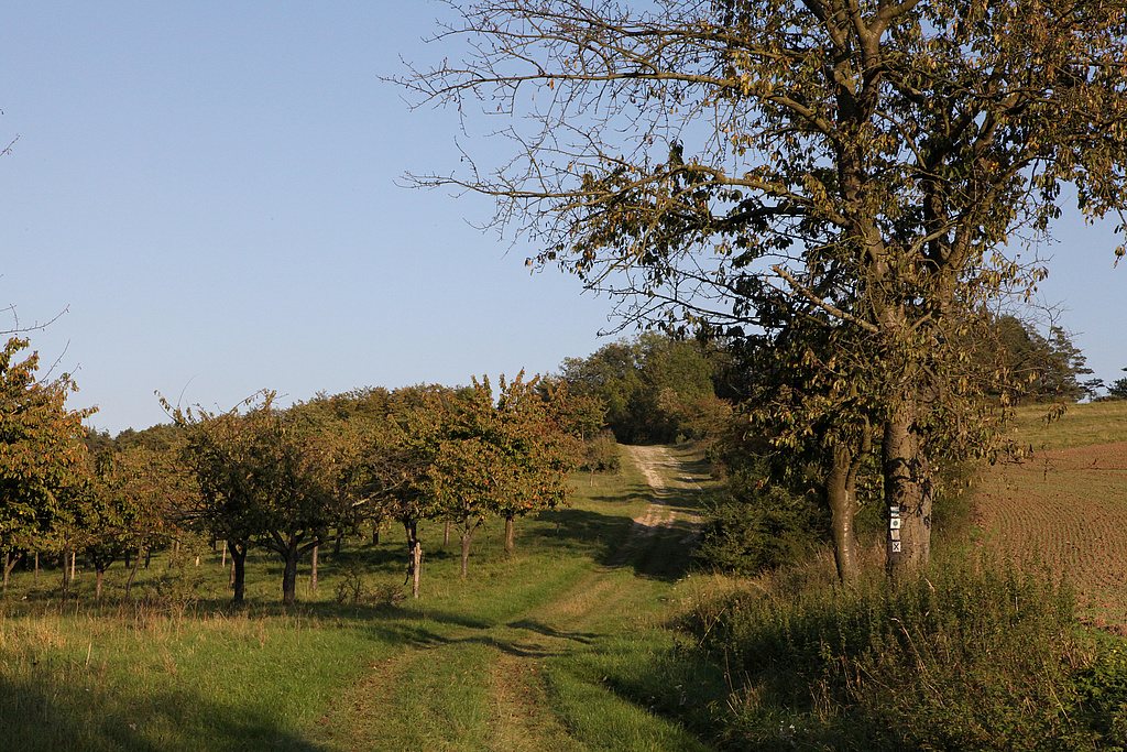 NSG 24, Blick von Westen auf die südwestlichste Ecke des NSG „Klosterholz und Nordmannssteine“ (Wartburgkreis) am Brückenberg bei Creuzburg mit Streuobstbestand aus alten, z. T. abgestorbenen Kirschbäumen und mesophilem Grünland als Unterwuchs. Der Weg bildet die Südgrenze des NSG. (Foto: Holm Wenzel, 25.09.2011)