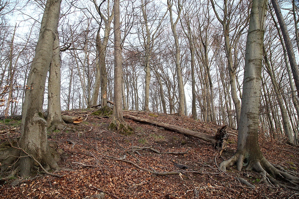 NSG 31, aus der forstlichen Nutzung genommener Orchideen-Buchenwald am Gipfel des Kleinen Ebertsberges im NSG „Ebertsberge“ bei Thal (Wartburgkreis). (Foto: Holm Wenzel, 11.04.2020)