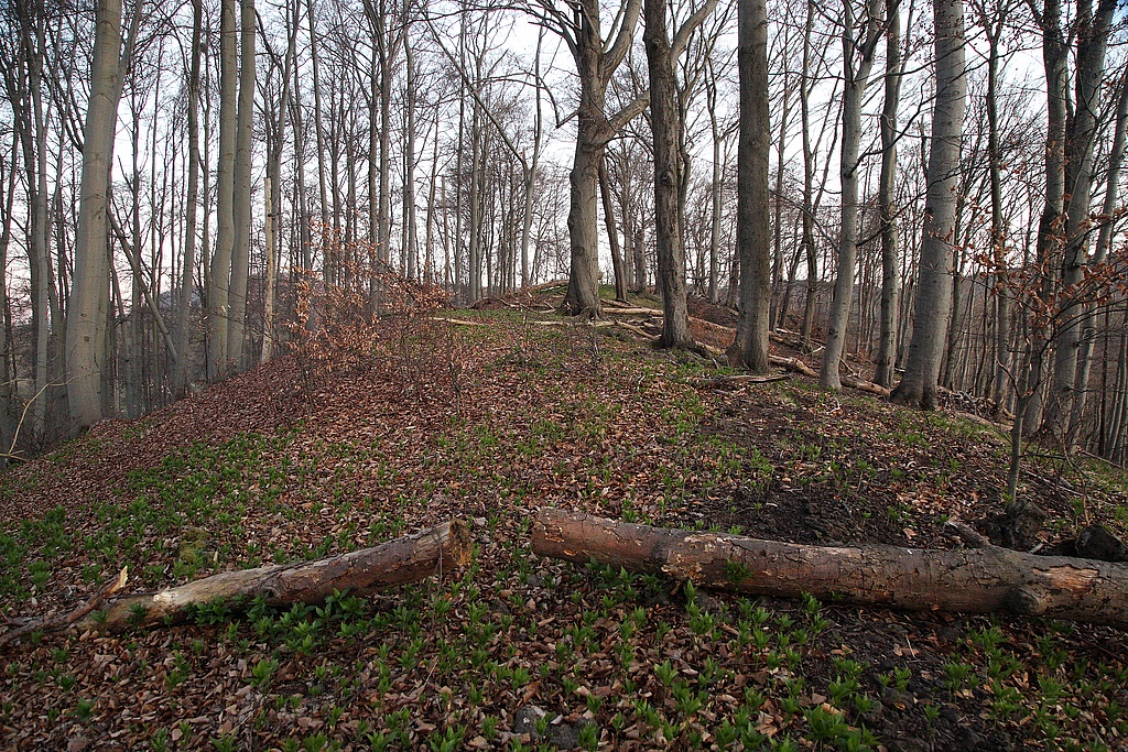 NSG 31, aus der forstlichen Nutzung genommener Orchideen-Buchenwald auf dem Gipfel des Kleinen Ebertsberges im NSG „Ebertsberge“ bei Thal (Wartburgkreis). (Foto: Holm Wenzel, 11.04.2020)