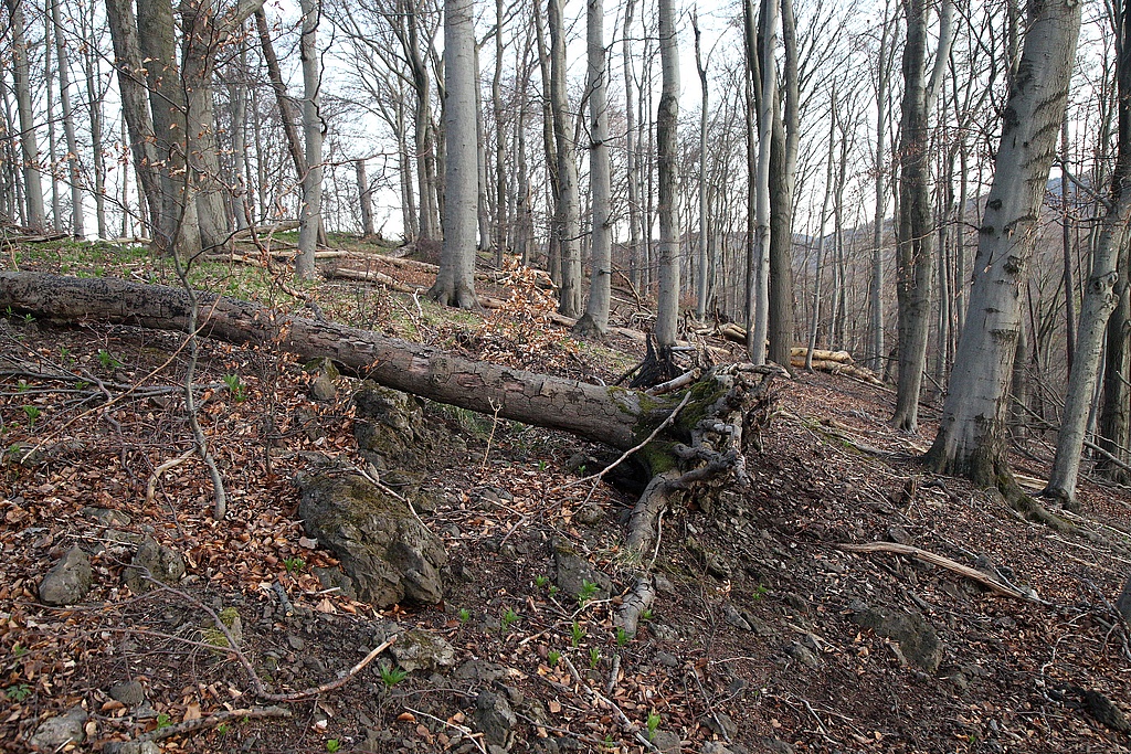 NSG 31, aus der forstlichen Nutzung genommener Orchideen-Buchenwald auf dem Gipfel des Kleinen Ebertsberges im NSG „Ebertsberge“ bei Thal (Wartburgkreis). (Foto: Holm Wenzel, 11.04.2020)