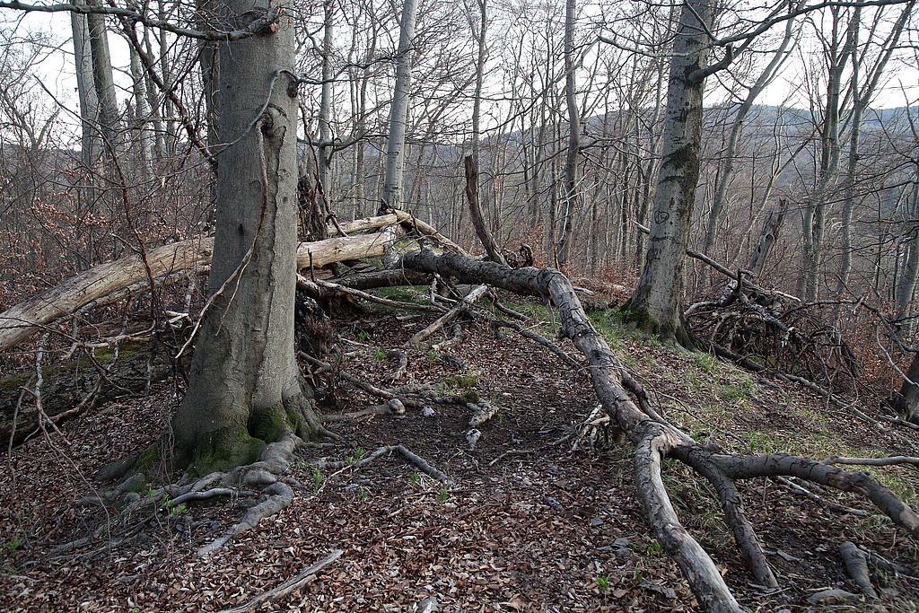 NSG 31, aus der forstlichen Nutzung genommener Orchideen-Buchenwald auf dem Gipfel des Kleinen Ebertsberges im NSG „Ebertsberge“ bei Thal (Wartburgkreis). (Foto: Holm Wenzel, 11.04.2020)