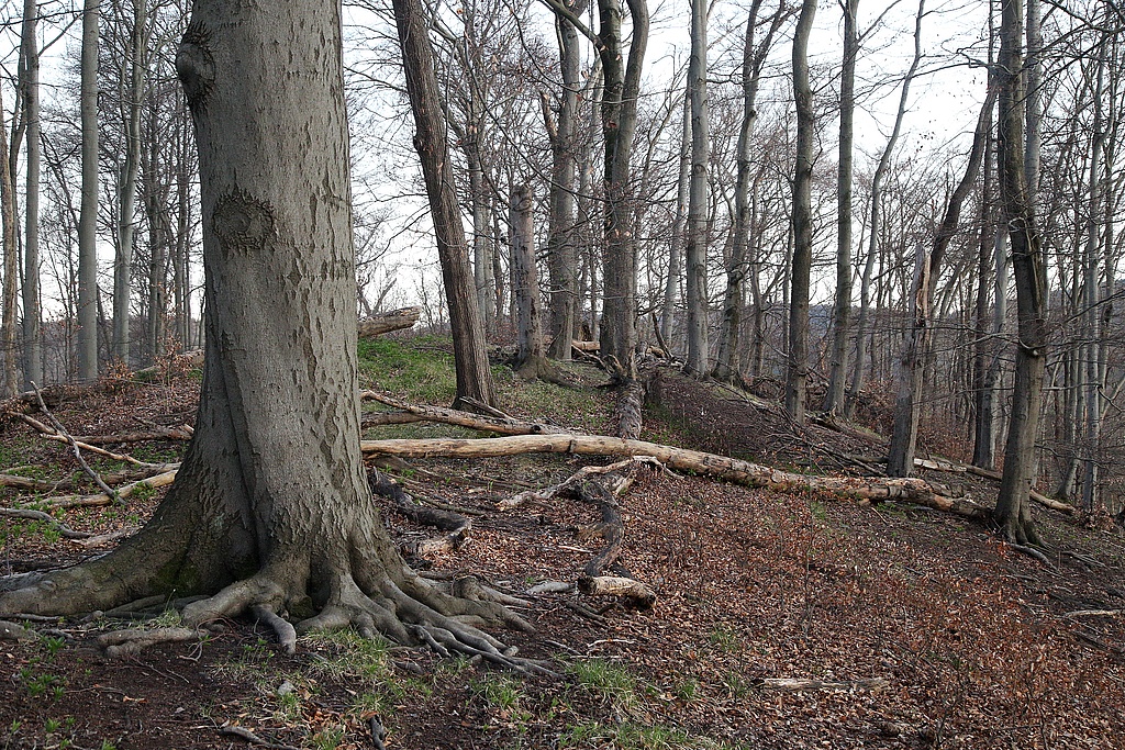 NSG 31, aus der forstlichen Nutzung genommener Orchideen-Buchenwald auf dem Gipfel des Kleinen Ebertsberges im NSG „Ebertsberge“ bei Thal (Wartburgkreis). (Foto: Holm Wenzel, 11.04.2020)