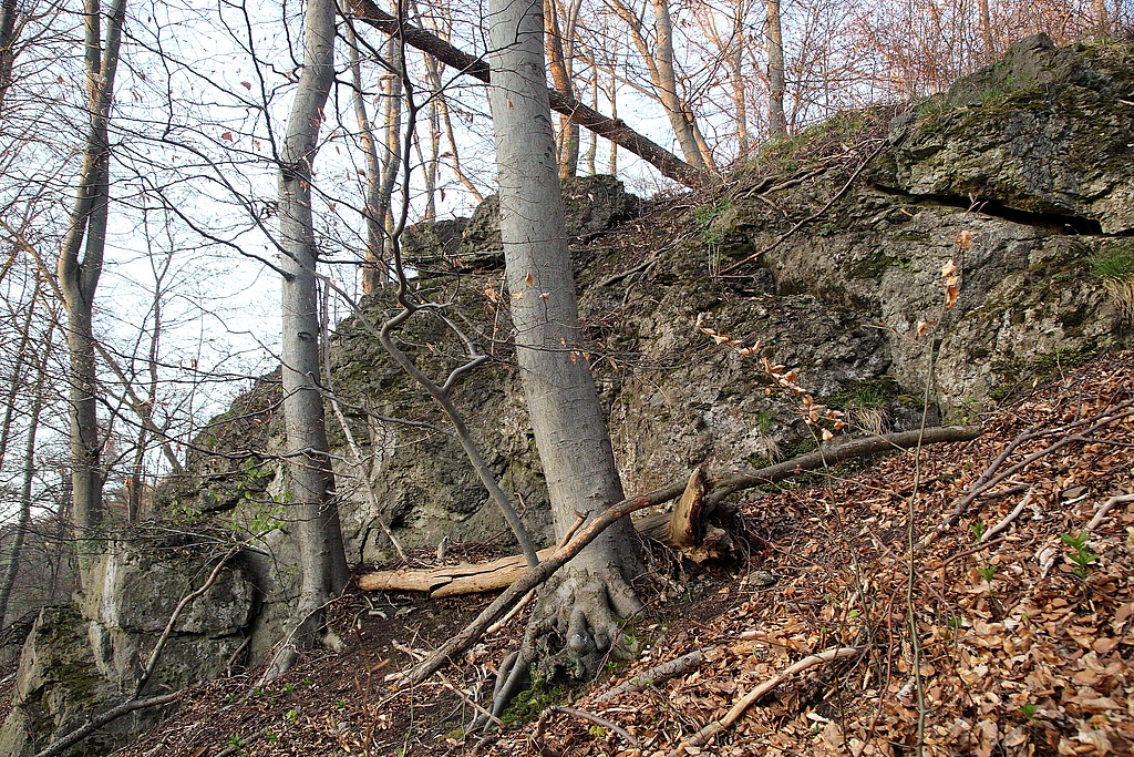 NSG 31, Felsdurchragung im aus der forstlichen Nutzung genommenen Orchideen-Buchenwald nordwestlich des Gipfels des Kleinen Ebertsberges im NSG „Ebertsberge“ bei Thal (Wartburgkreis). (Foto: Holm Wenzel, 11.04.2020)