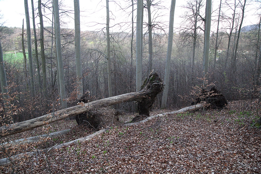 NSG 31, aus der forstlichen Nutzung genommener Waldgersten-Buchenwald auf der Ostseite des Kleinen Ebertsberges im NSG „Ebertsberge“ bei Thal (Wartburgkreis). (Foto: Holm Wenzel, 11.04.2020)