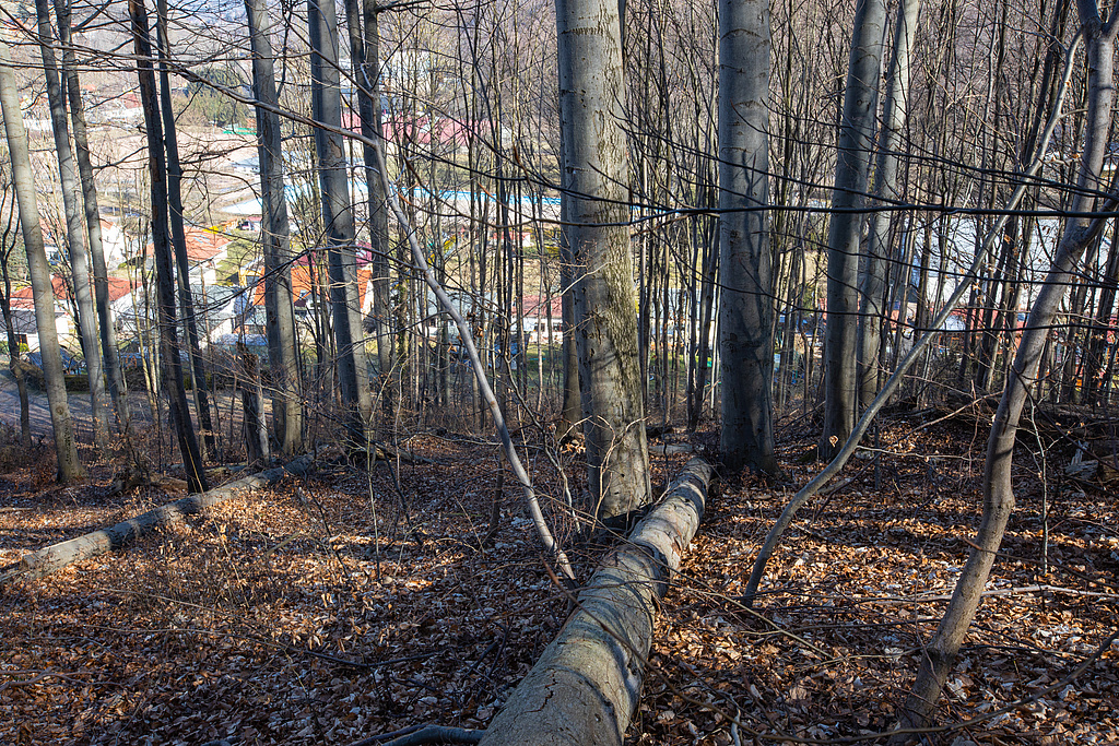 NSG 32, aus der forstlichen Nutzung genommener Waldgersten-Buchenwald am Nordhang des NSG „Ruine Scharfenberg“ bei Thal (Wartburgkreis), Blick nach Norden. (Foto: Ronny Rozum/Archiv TLUBN, 13.03.2022)
