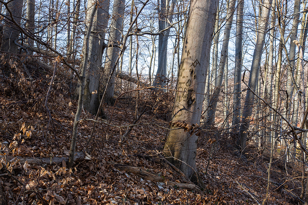 NSG 32, aus der forstlichen Nutzung genommener Waldgersten-Buchenwald am Nordhang des NSG „Ruine Scharfenberg“ bei Thal (Wartburgkreis), Blick nach Westen. (Foto: Ronny Rozum/Archiv TLUBN, 13.03.2022)