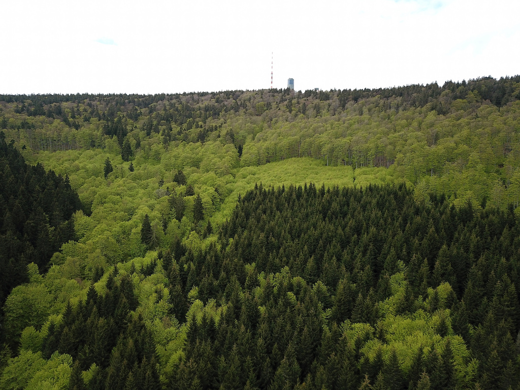 NSG 038, Blick von Südsüdwest auf die Südseite des Großen Inselsbergs (Landkreise Schmalkalden-Meiningen und Gotha) mit seinem Hainsimsen-Buchenwald. Links oben: Bewirtschaftungs- und pflegefreie Zone des NSG. (Foto: Holm Wenzel, 23.05.2021)