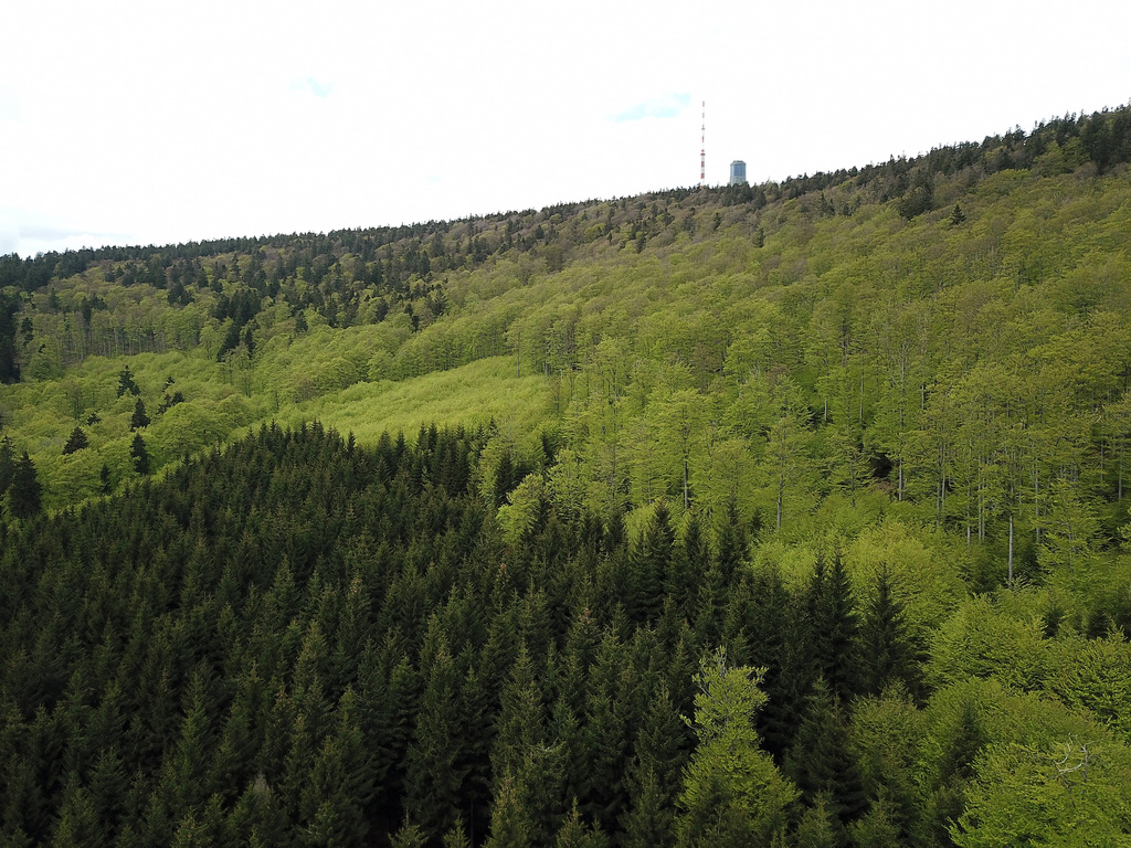 NSG 038, Blick von Südosten auf die Südseite des Großen Inselsbergs (Landkreise Schmalkalden-Meiningen und Gotha) mit seinem Hainsimsen-Buchenwald. Links oben: Bewirtschaftungs- und pflegefreie Zone des NSG. (Foto: Holm Wenzel, 23.05.2021)
